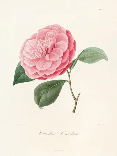 Iconographie Du Genre C̲a̲m̲e̲l̲l̲i̲a̲ Pl 014
