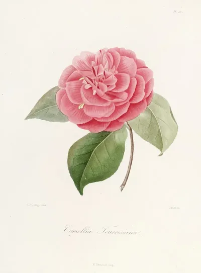 Iconographie Du Genre C̲a̲m̲e̲l̲l̲i̲a̲ Pl 021
