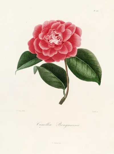 Iconographie Du Genre C̲a̲m̲e̲l̲l̲i̲a̲ Pl 032