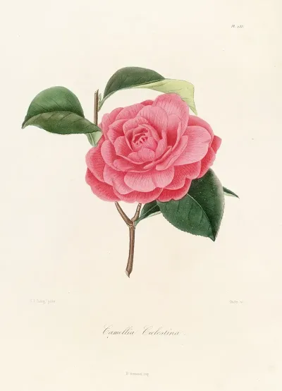 Iconographie Du Genre C̲a̲m̲e̲l̲l̲i̲a̲ Pl 033