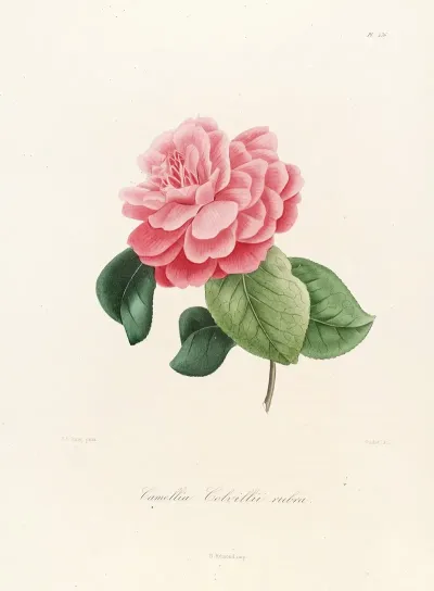 Iconographie Du Genre C̲a̲m̲e̲l̲l̲i̲a̲ Pl 036