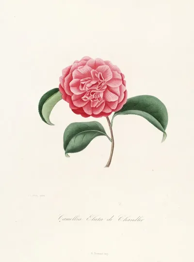 Iconographie Du Genre C̲a̲m̲e̲l̲l̲i̲a̲ Pl 037