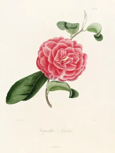 Iconographie Du Genre C̲a̲m̲e̲l̲l̲i̲a̲ Pl 038
