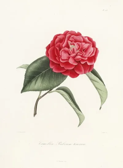Iconographie Du Genre C̲a̲m̲e̲l̲l̲i̲a̲ Pl 048