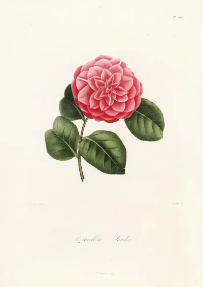 Iconographie Du Genre C̲a̲m̲e̲l̲l̲i̲a̲ Pl 049