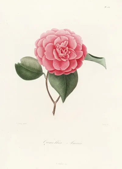 Iconographie Du Genre C̲a̲m̲e̲l̲l̲i̲a̲ Pl 052