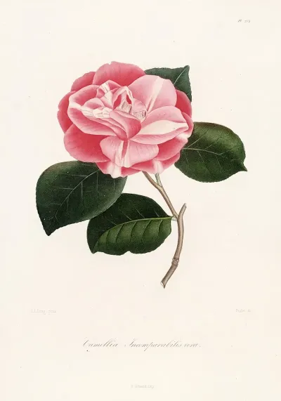 Iconographie Du Genre C̲a̲m̲e̲l̲l̲i̲a̲ Pl 054