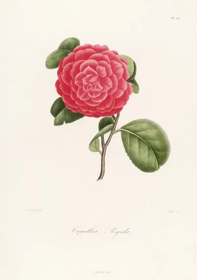 Iconographie Du Genre C̲a̲m̲e̲l̲l̲i̲a̲ Pl 055