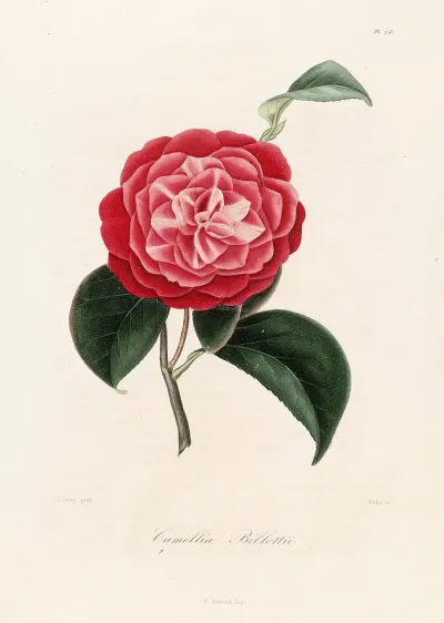 Iconographie Du Genre C̲a̲m̲e̲l̲l̲i̲a̲ Pl 056