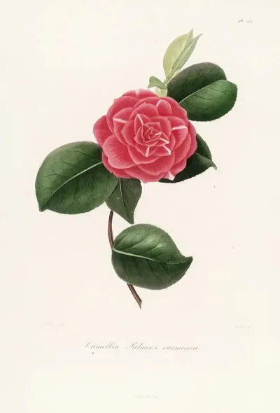 Iconographie Du Genre C̲a̲m̲e̲l̲l̲i̲a̲ Pl 057