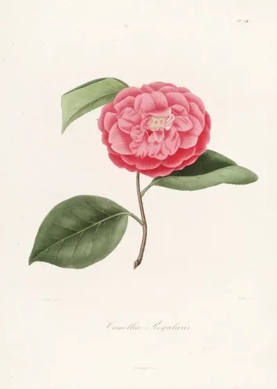 Iconographie Du Genre C̲a̲m̲e̲l̲l̲i̲a̲ Pl 061