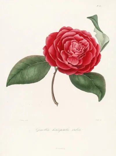 Iconographie Du Genre C̲a̲m̲e̲l̲l̲i̲a̲ Pl 062