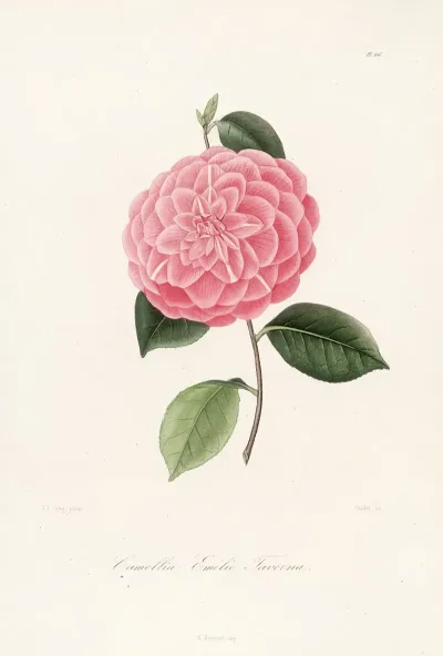 Iconographie Du Genre C̲a̲m̲e̲l̲l̲i̲a̲ Pl 066