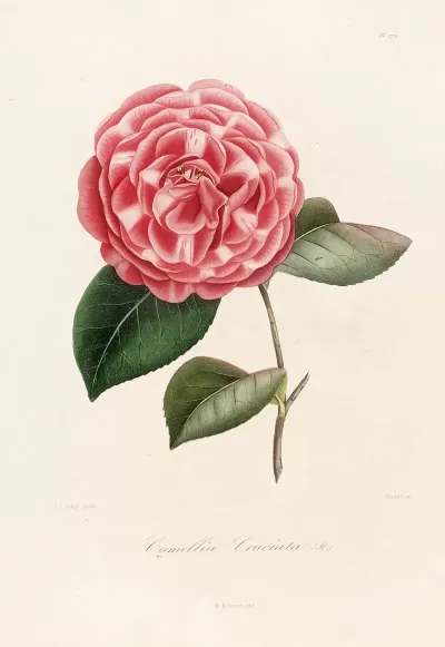 Iconographie Du Genre C̲a̲m̲e̲l̲l̲i̲a̲ Pl 072
