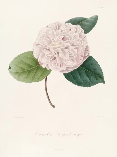Iconographie Du Genre C̲a̲m̲e̲l̲l̲i̲a̲ Pl 078