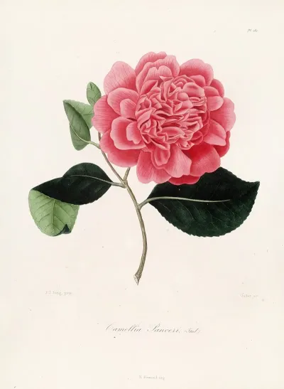Iconographie Du Genre C̲a̲m̲e̲l̲l̲i̲a̲ Pl 081