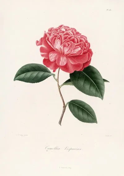 Iconographie Du Genre C̲a̲m̲e̲l̲l̲i̲a̲ Pl 082