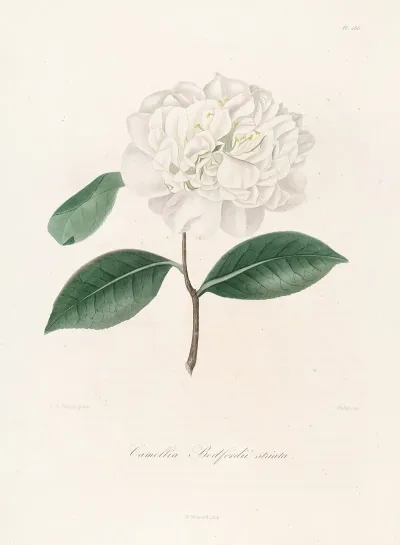 Iconographie Du Genre C̲a̲m̲e̲l̲l̲i̲a̲ Pl 086