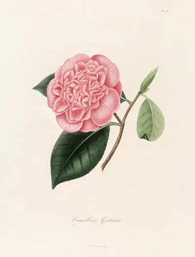 Iconographie Du Genre C̲a̲m̲e̲l̲l̲i̲a̲ Pl 090
