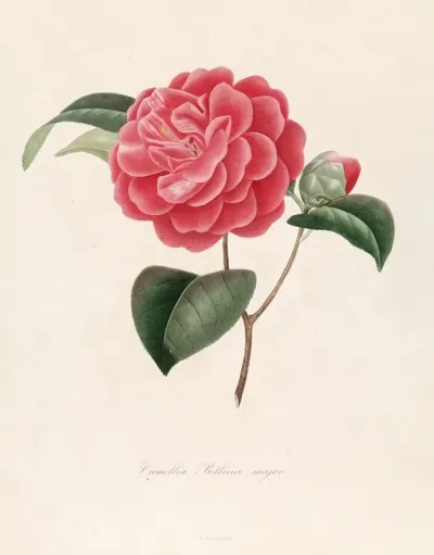 Iconographie Du Genre C̲a̲m̲e̲l̲l̲i̲a̲ Pl 094