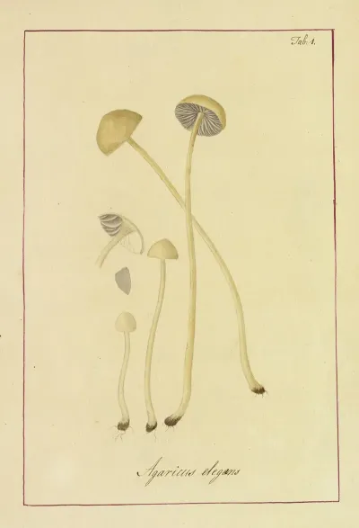 Icons Fungorum Circa Halifax Sponte Nascentium Pl 001