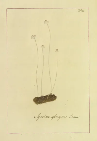 Icons Fungorum Circa Halifax Sponte Nascentium Pl 002