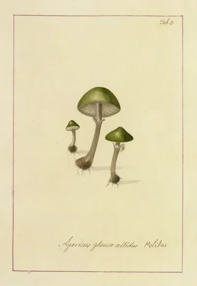 Icons Fungorum Circa Halifax Sponte Nascentium Pl 003