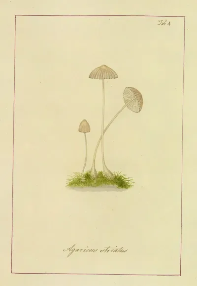 Icons Fungorum Circa Halifax Sponte Nascentium Pl 004