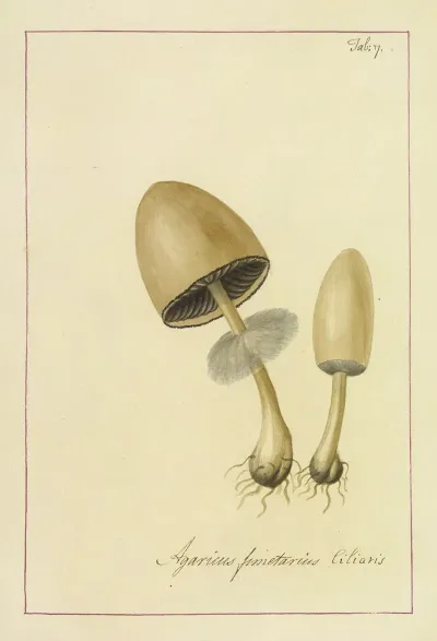 Icons Fungorum Circa Halifax Sponte Nascentium Pl 007
