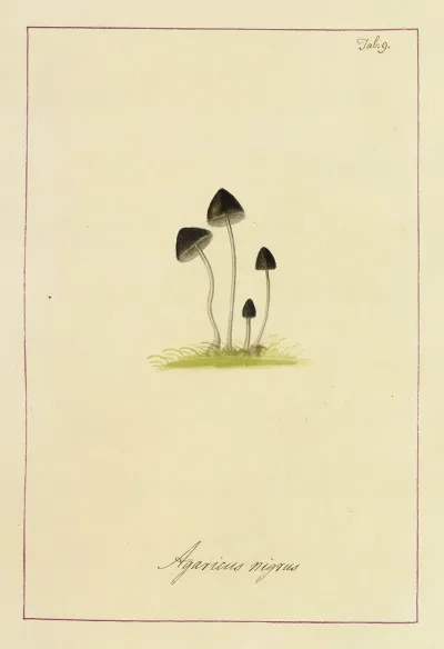 Icons Fungorum Circa Halifax Sponte Nascentium Pl 009