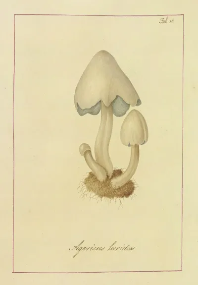 Icons Fungorum Circa Halifax Sponte Nascentium Pl 010