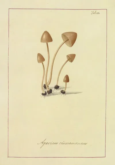 Icons Fungorum Circa Halifax Sponte Nascentium Pl 011