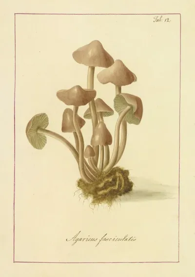 Icons Fungorum Circa Halifax Sponte Nascentium Pl 012