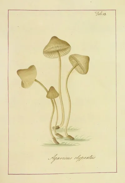 Icons Fungorum Circa Halifax Sponte Nascentium Pl 013