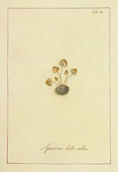 Icons Fungorum Circa Halifax Sponte Nascentium Pl 014