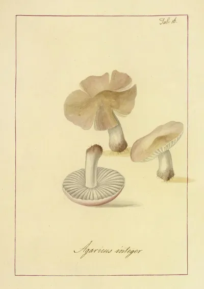 Icons Fungorum Circa Halifax Sponte Nascentium Pl 016