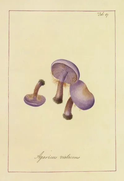 Icons Fungorum Circa Halifax Sponte Nascentium Pl 017