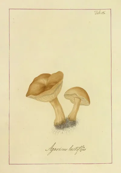 Icons Fungorum Circa Halifax Sponte Nascentium Pl 018