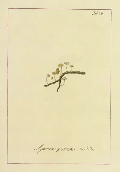 Icons Fungorum Circa Halifax Sponte Nascentium Pl 020