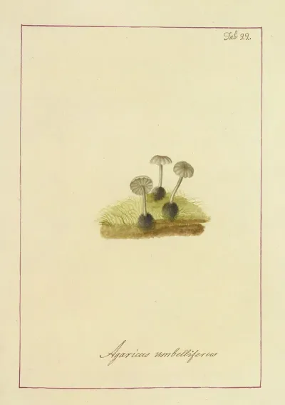 Icons Fungorum Circa Halifax Sponte Nascentium Pl 022