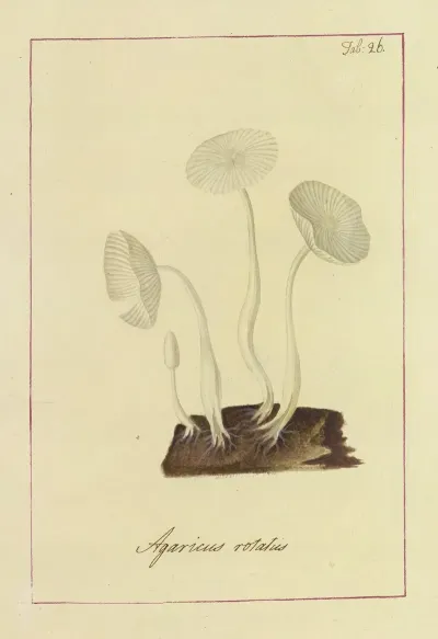 Icons Fungorum Circa Halifax Sponte Nascentium Pl 023