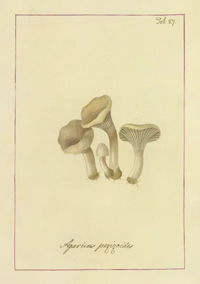 Icons Fungorum Circa Halifax Sponte Nascentium Pl 024