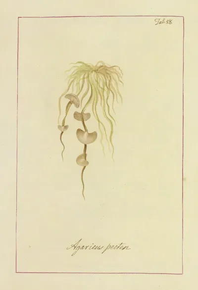 Icons Fungorum Circa Halifax Sponte Nascentium Pl 025