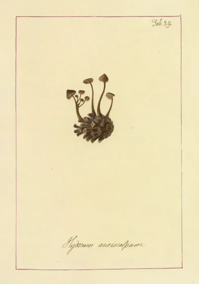 Icons Fungorum Circa Halifax Sponte Nascentium Pl 026
