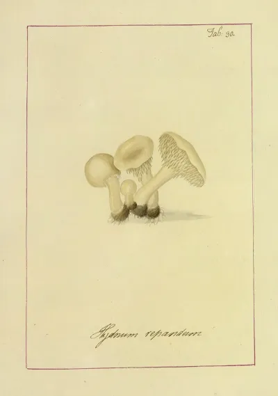 Icons Fungorum Circa Halifax Sponte Nascentium Pl 027