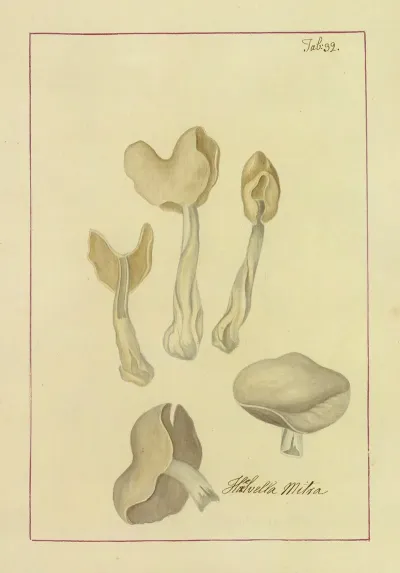 Icons Fungorum Circa Halifax Sponte Nascentium Pl 029