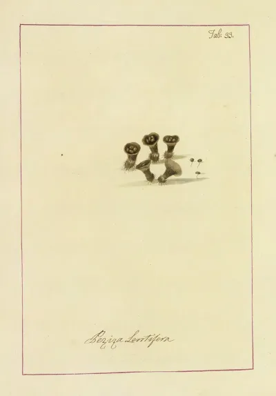 Icons Fungorum Circa Halifax Sponte Nascentium Pl 030