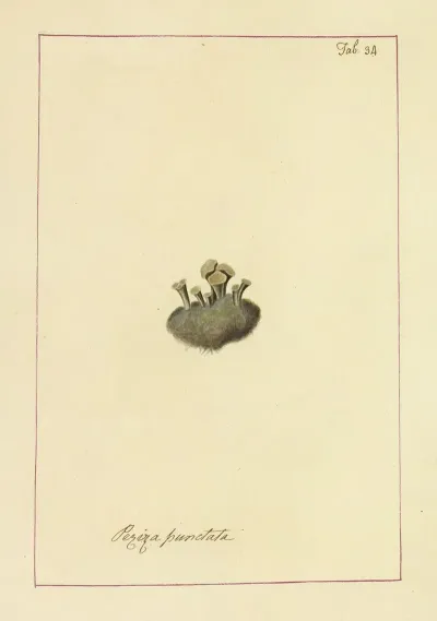 Icons Fungorum Circa Halifax Sponte Nascentium Pl 031