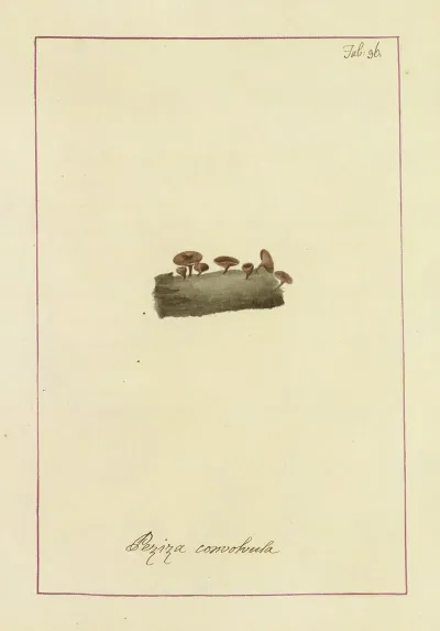 Icons Fungorum Circa Halifax Sponte Nascentium Pl 033
