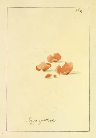 Icons Fungorum Circa Halifax Sponte Nascentium Pl 036